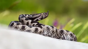 Otrovnica Poskok, fotografisao Aleksandar Simonić/