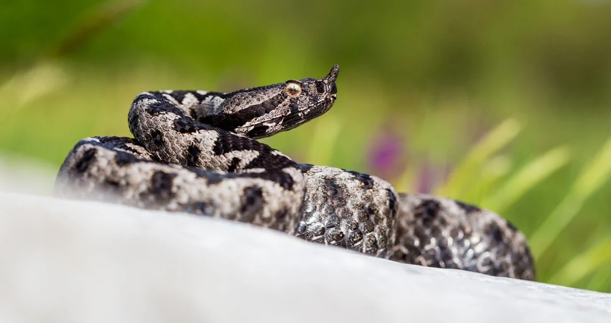 Otrovnica Poskok, fotografisao Aleksandar Simonić/