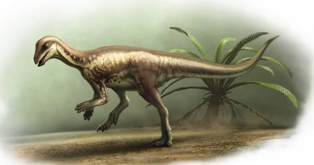 Crtež prikazuje kako je Enigmacursor mollyborthwickae mogao izgledati /Bob Nicholls Art/CNN/Bob Nicholls Art/Cnn