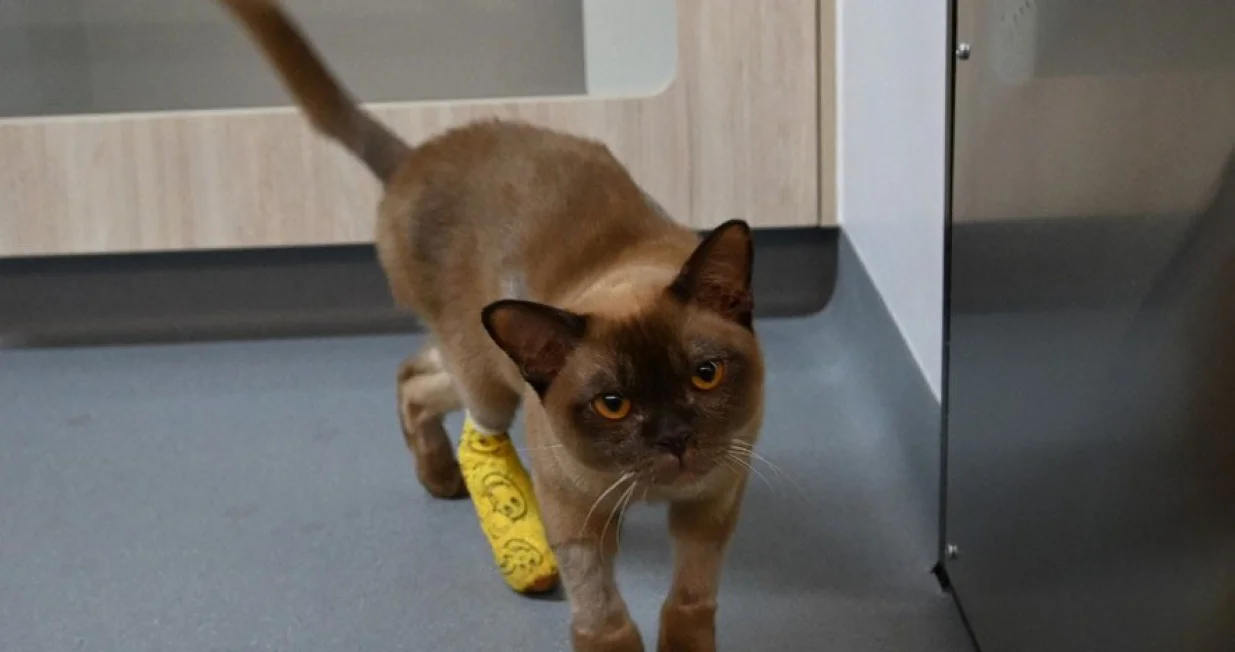 Mačak Pablo preživio pranje u veš mašini/Facebook/Facebook