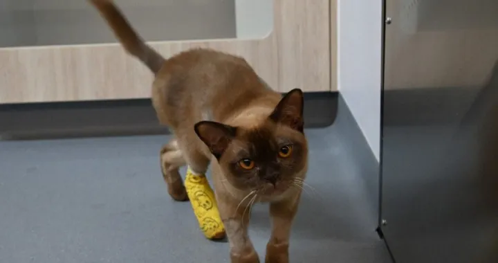 Mačak Pablo preživio pranje u veš mašini/Facebook/Facebook