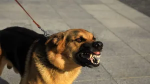 Radni psi su najskloniji takvom ponašanju/ Ilustracija/