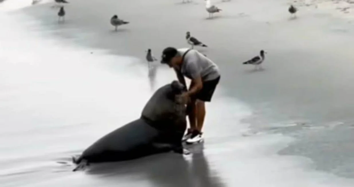 Spasio morskog lava/