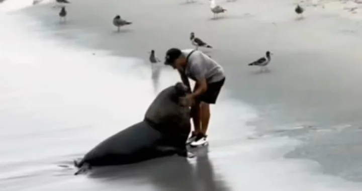 Spasio morskog lava/