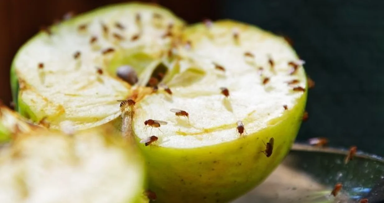 Isprobajte ovu prirodnu metodu bez hemikalija/Pinterest