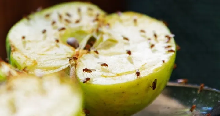 Isprobajte ovu prirodnu metodu bez hemikalija/Pinterest