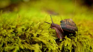 Prirodno, jednostavno i učinkovito/Free Pik