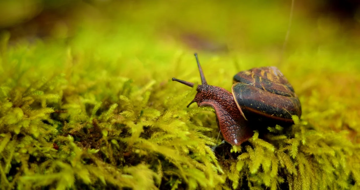 Prirodno, jednostavno i učinkovito/Free Pik