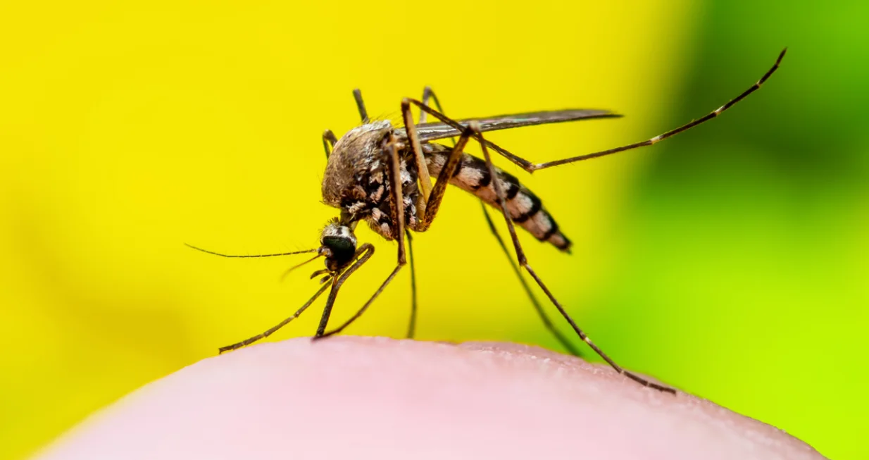 komaraci ilustracija/