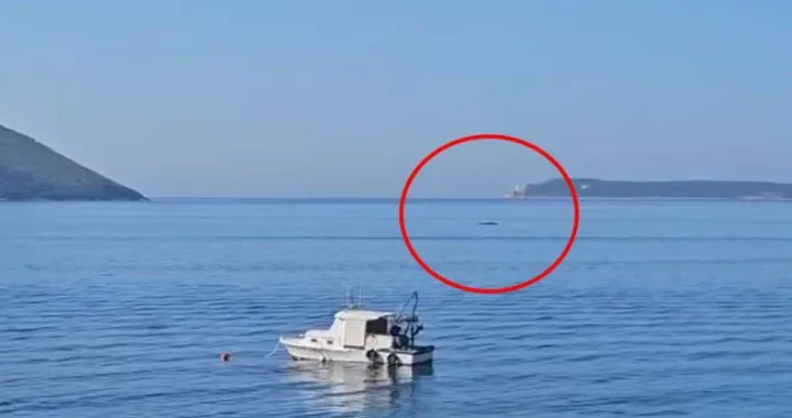 Snimljen kit/Institut za biologiju//