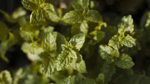 Zaboravite skupe preparate/Free Pik