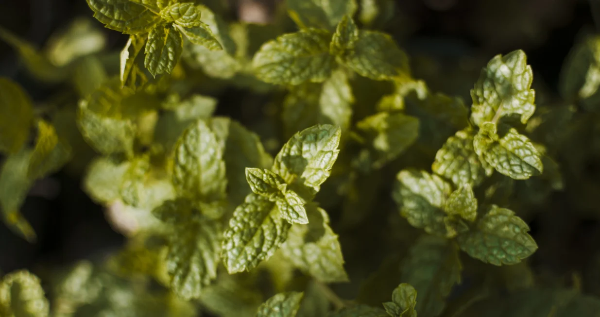 Zaboravite skupe preparate/Free Pik