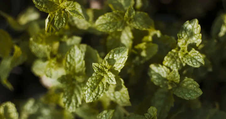 Zaboravite skupe preparate/Free Pik