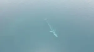 Snimak kita koji kruži društvenim mrežama/Facebook 