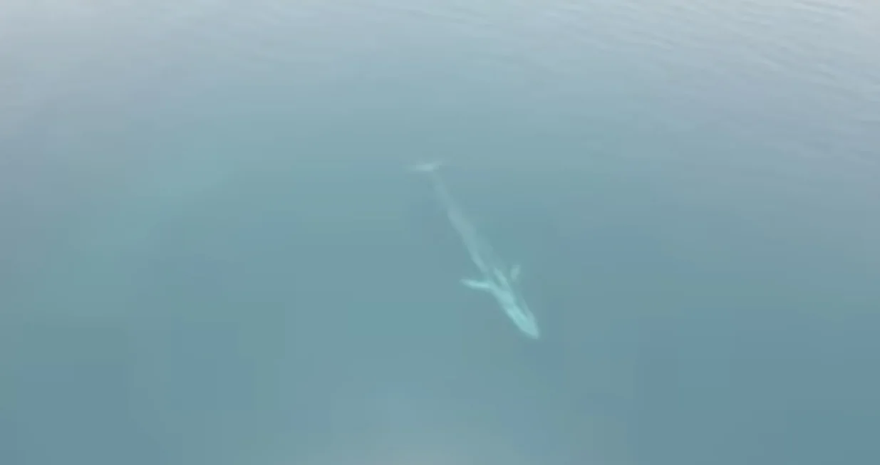 Snimak kita koji kruži društvenim mrežama/Facebook 