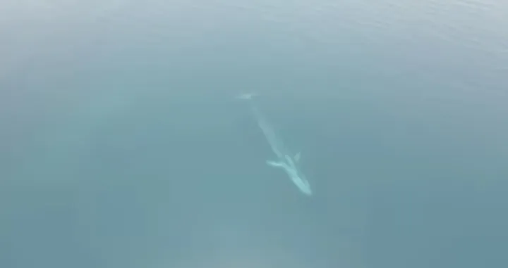 Snimak kita koji kruži društvenim mrežama/Facebook 