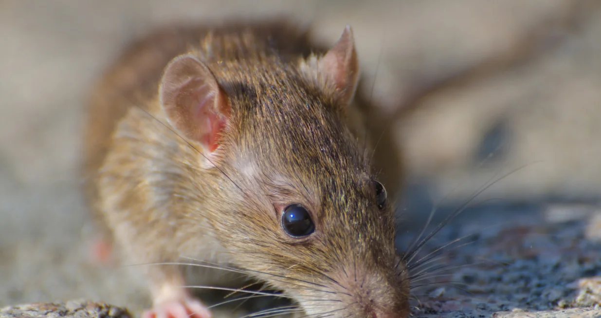 Miševi bježe čim osjete ovaj miris/Freepik