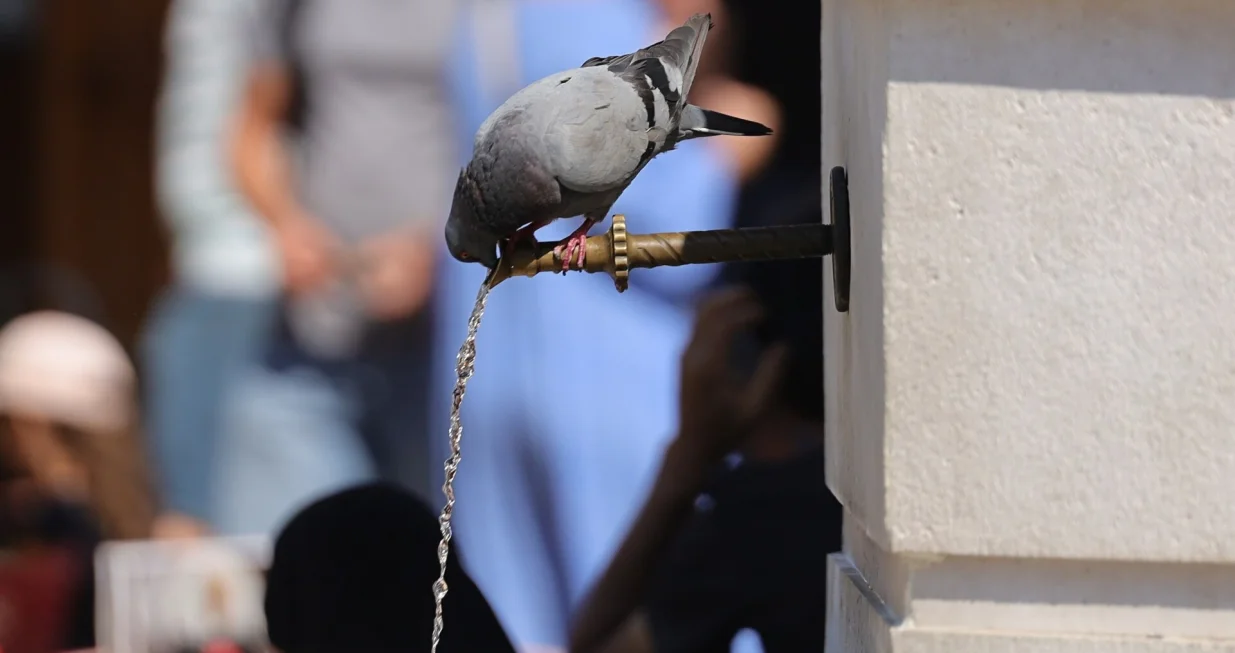 Barščaršija ilustracija/Senad Gubelić