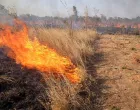 nisko rastinje gori požar vatra/