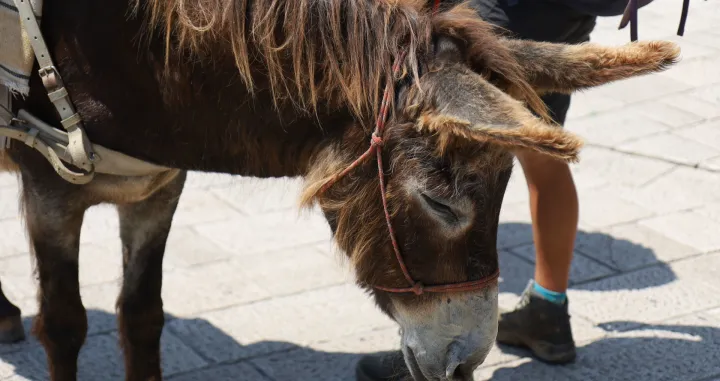 Barščaršija Magarci i sretni ljudi u Sarajevu/Senad Gubelić
