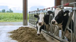 Poljoprivreda - krave/