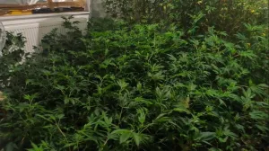 Akcija Black Widow; na području Ilidže pronađena kompletna indoor laboratorija za uzgoj i proizvodnju opojne droge marihuana, sa više od 300 stabljika//