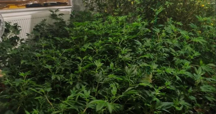 Akcija Black Widow; na području Ilidže pronađena kompletna indoor laboratorija za uzgoj i proizvodnju opojne droge marihuana, sa više od 300 stabljika//