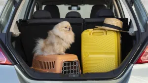 Ovo su pravila koja mnogi zaborave/Free Pik