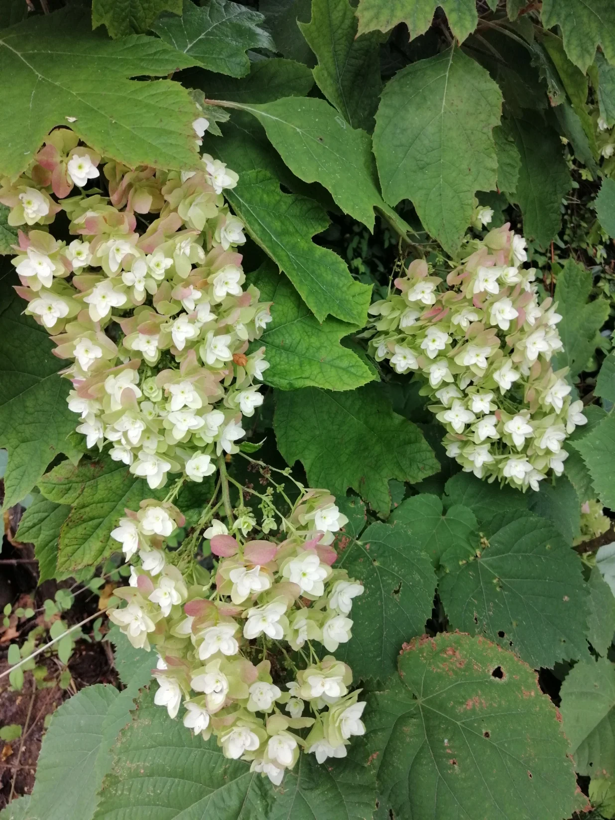 Hrastovolisna hortenzija/