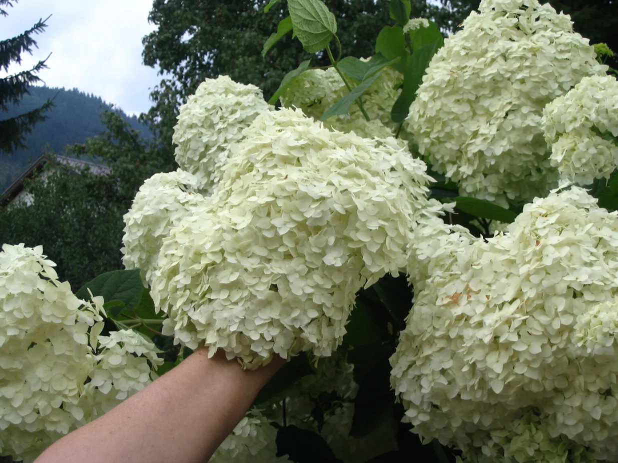 Bijela hortenzija/