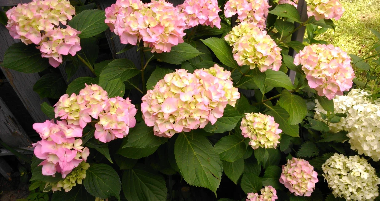 Hadžibeg ili hortenzija/