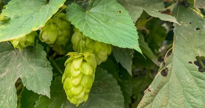 Ilustracija/ Pexels/