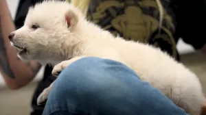 Štene strašnog vuka/ Screenshot/ Youtube/