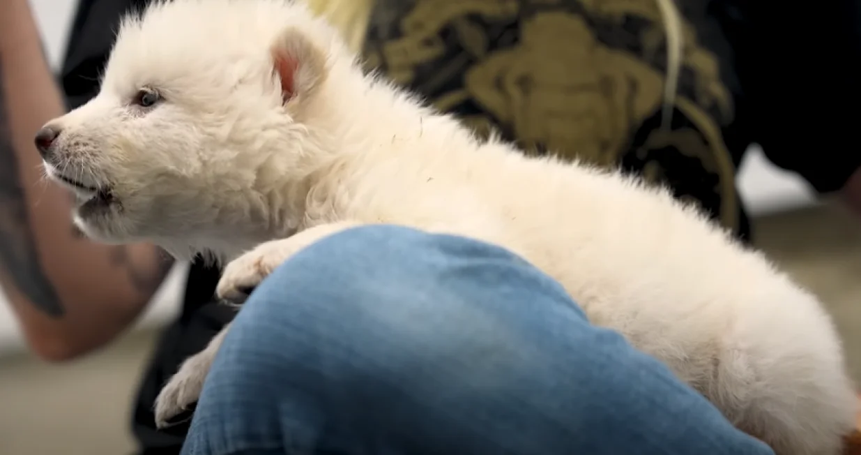 Štene strašnog vuka/ Screenshot/ Youtube/