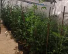 Akcija Black Widow; na području Ilidže pronađena kompletna indoor laboratorija za uzgoj i proizvodnju opojne droge marihuana, sa više od 300 stabljika//