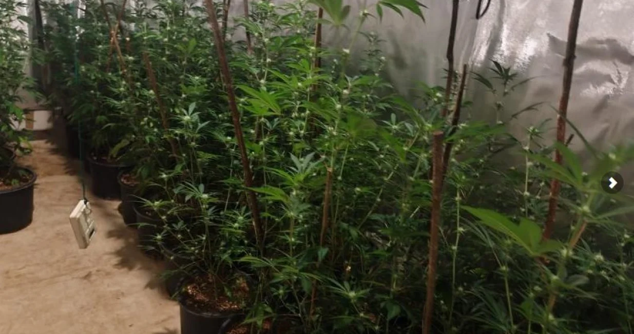 Akcija Black Widow; na području Ilidže pronađena kompletna indoor laboratorija za uzgoj i proizvodnju opojne droge marihuana, sa više od 300 stabljika//