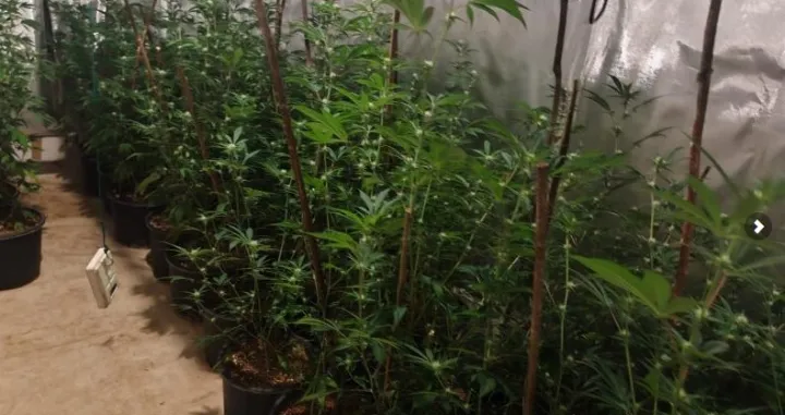 Akcija Black Widow; na području Ilidže pronađena kompletna indoor laboratorija za uzgoj i proizvodnju opojne droge marihuana, sa više od 300 stabljika//