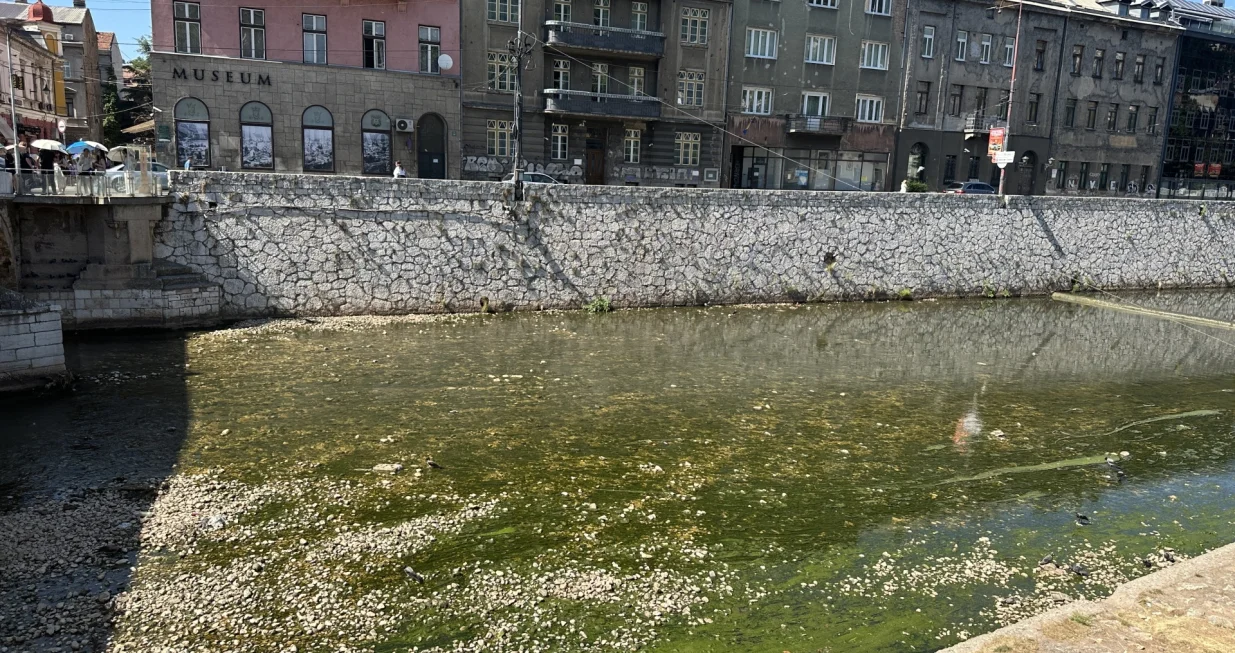 Alge "zavladale" Miljackom/Amir Papić