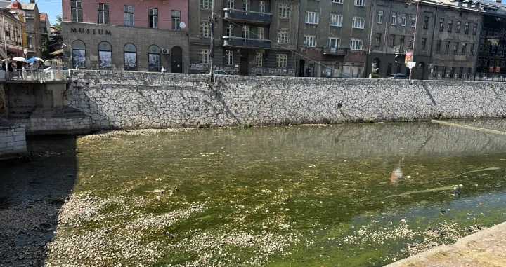 Alge "zavladale" Miljackom/Amir Papić