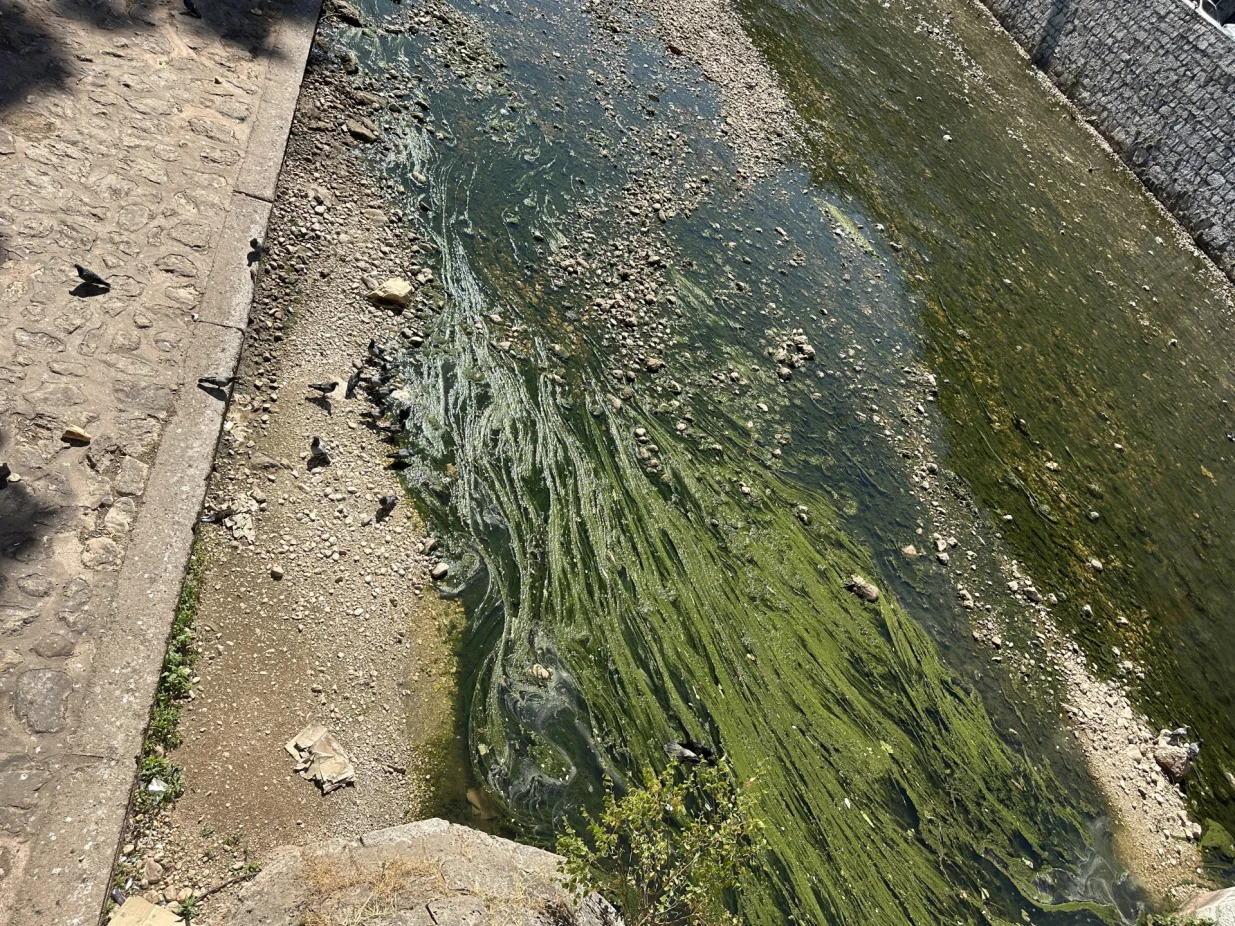 Alge "zavladale" Miljackom/Amir Papić