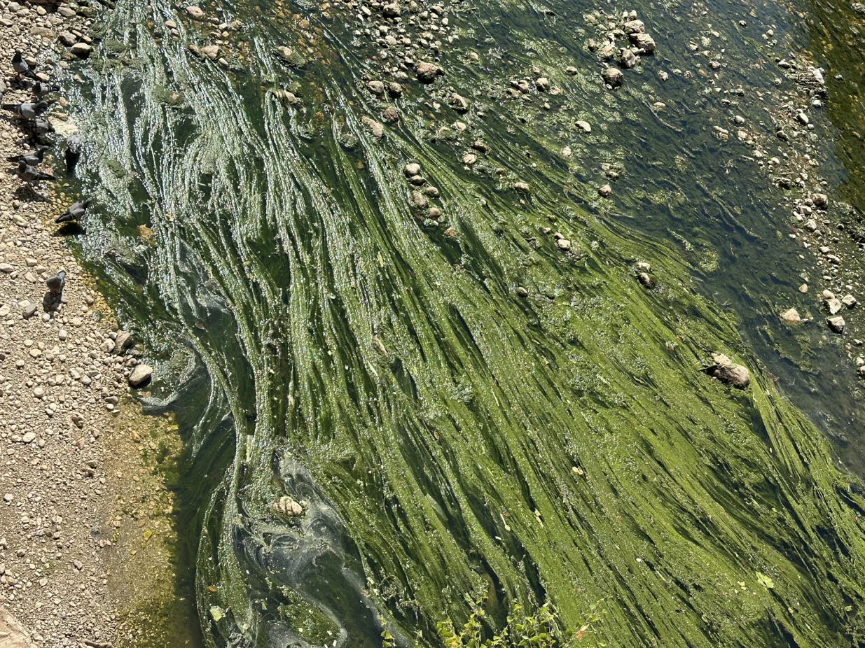 Alge "zavladale" Miljackom/Amir Papić