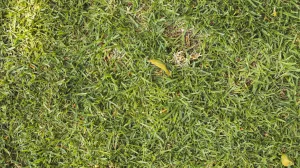 Ekološki resurs koji svi zanemaruju/Free Pik