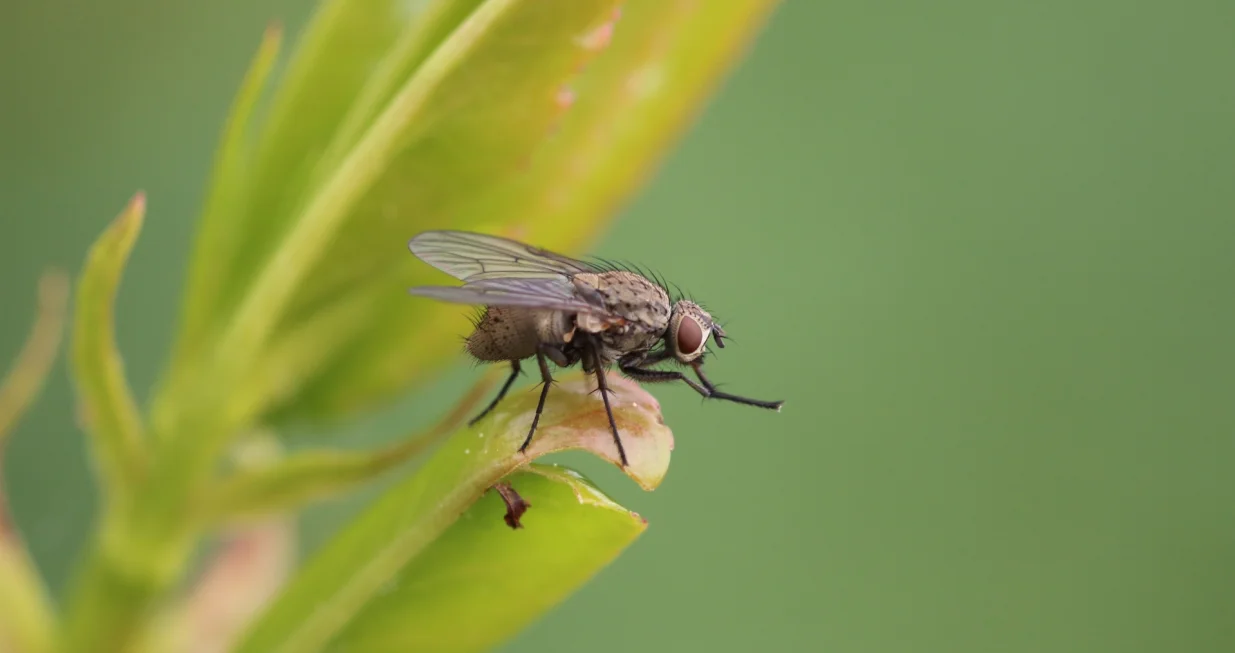 Ova dva sastojka čine čuda/Free Pik