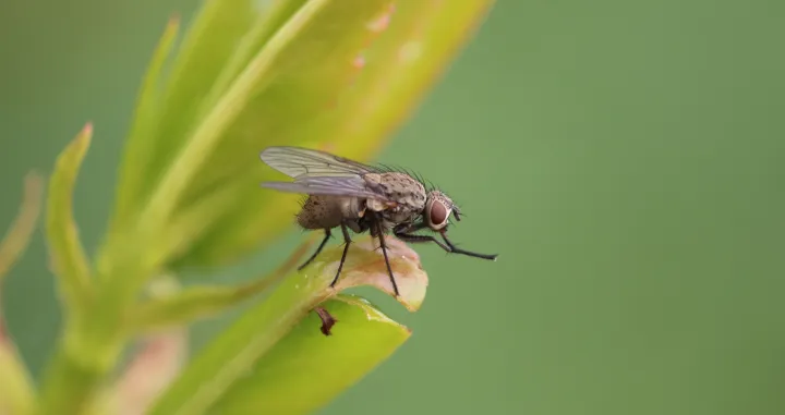 Ova dva sastojka čine čuda/Free Pik