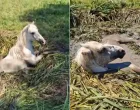 Kobila je upala u mulj i cijelu noć vodila borbu za život/Facebook/Facebook