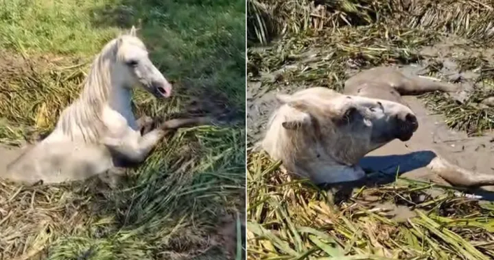 Kobila je upala u mulj i cijelu noć vodila borbu za život/Facebook/Facebook