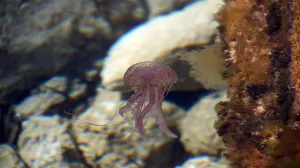 Ispravna reakcija može spriječiti komplikacije/Free Pik