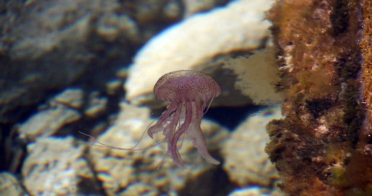 Ispravna reakcija može spriječiti komplikacije/Free Pik