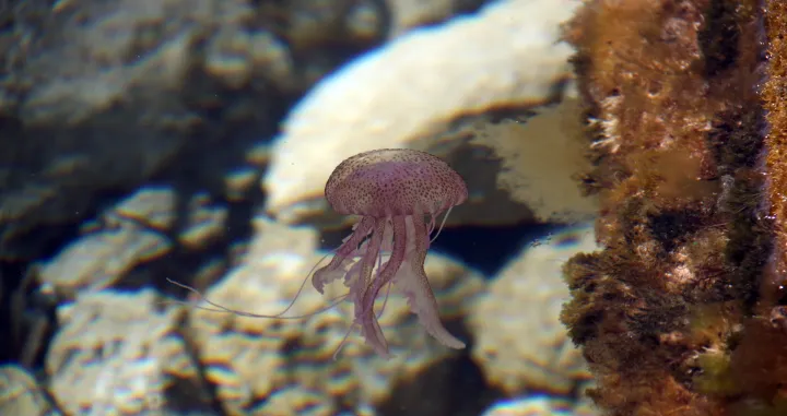 Ispravna reakcija može spriječiti komplikacije/Free Pik