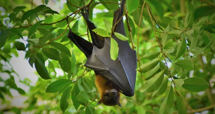 šišmiš, životinja, lisavirus, virus/Waldemar